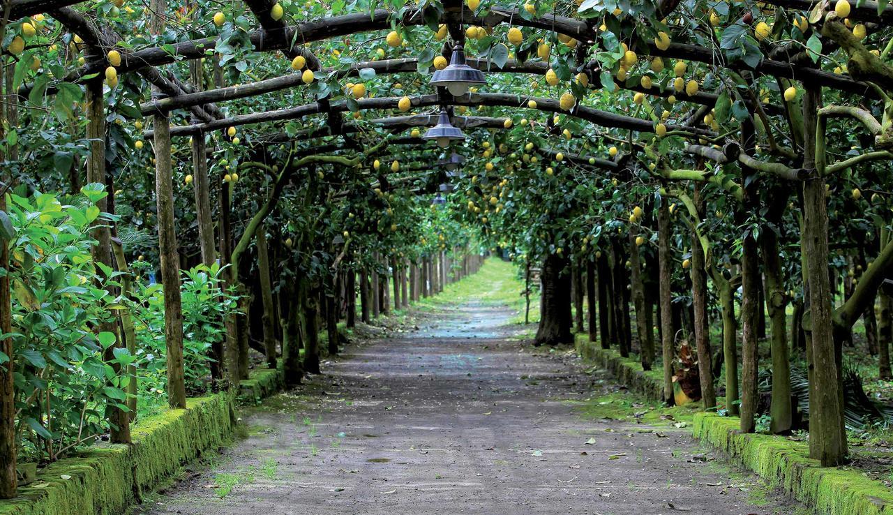 Agriturismo Il Convento Massa Lubrense Dış mekan fotoğraf